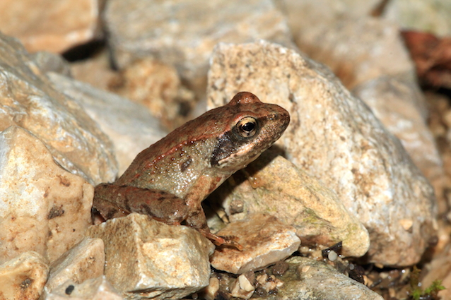 Quale rana? Rana italica